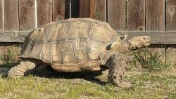 Found/Stray Male Reptile last seen Crest Ave and Chula Vista Way, Riverside, CA 92503