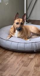 Lost Female Dog last seen Near E Gage Ave, Bell Gardens, CA 90201