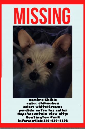 Lost Female Dog last seen Hope/mountain view , Walnut Park, CA 90255