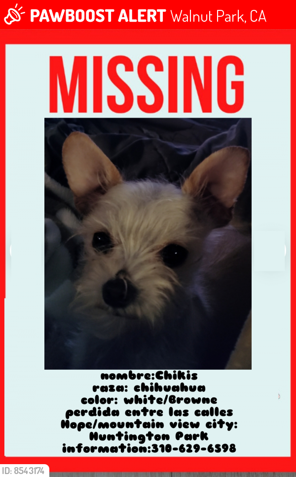 Lost Female Dog last seen Hope/mountain view , Walnut Park, CA 90255