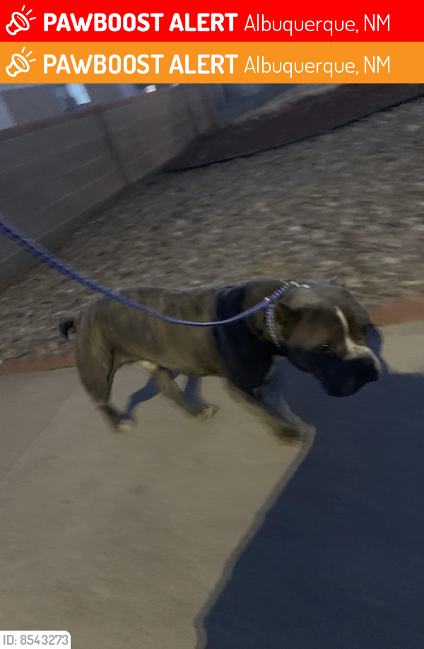 Lost Male Dog last seen Zuni and California , Albuquerque, NM 87108