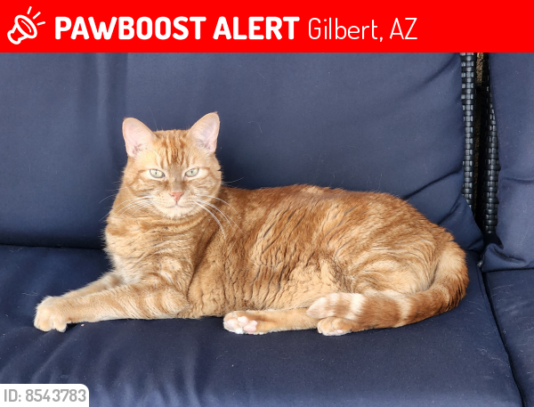 Lost Male Cat last seen Val Vista and Queen Creek area, Gilbert, AZ 85297