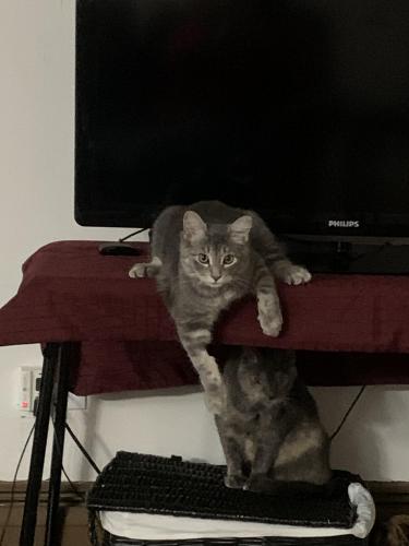 Lost Female Cat last seen Ogden and saratoga, Downers Grove, IL 60515