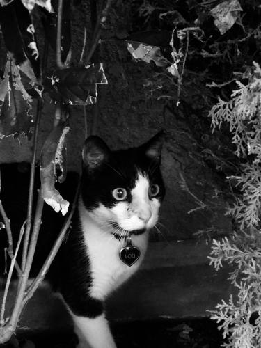 Lost Male Cat last seen 186th and Clarkdale, Artesia, Artesia, CA 90701