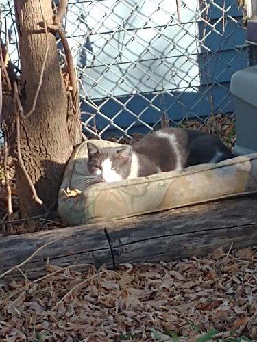 Found/Stray Unknown Cat last seen 56th and Meineke, Milwaukee, WI 53210