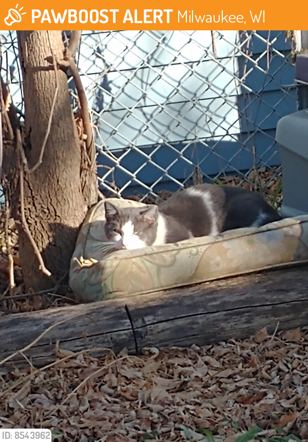 Found/Stray Unknown Cat last seen 56th and Meineke, Milwaukee, WI 53210