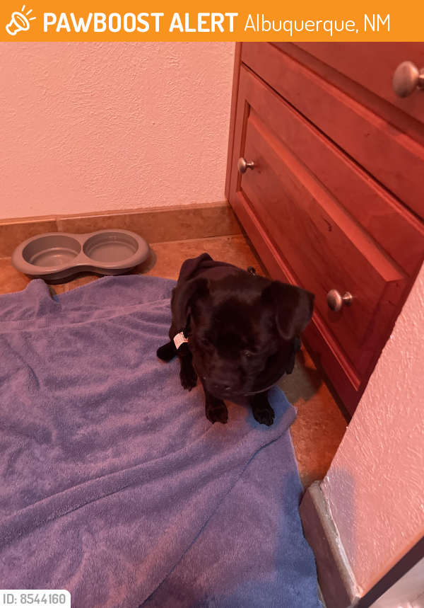 Found/Stray Male Dog last seen Eubank & Spain , Albuquerque, NM 87111