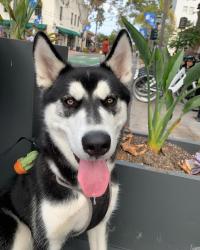 Reunited Male Dog last seen Near via el cuadro, Santa Barbara, CA 93111