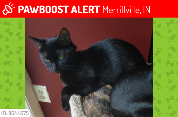 Lost Female Cat last seen 61st Broadway , Merrillville, IN 46410