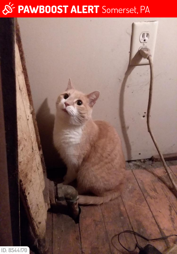 Lost Male Cat last seen Poverty Hollow rd , Somerset, PA 15501