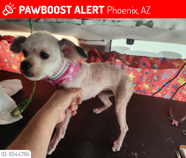 Lost Female Dog last seen 57th Drive and McDowell Rd, Phoenix, AZ 85035
