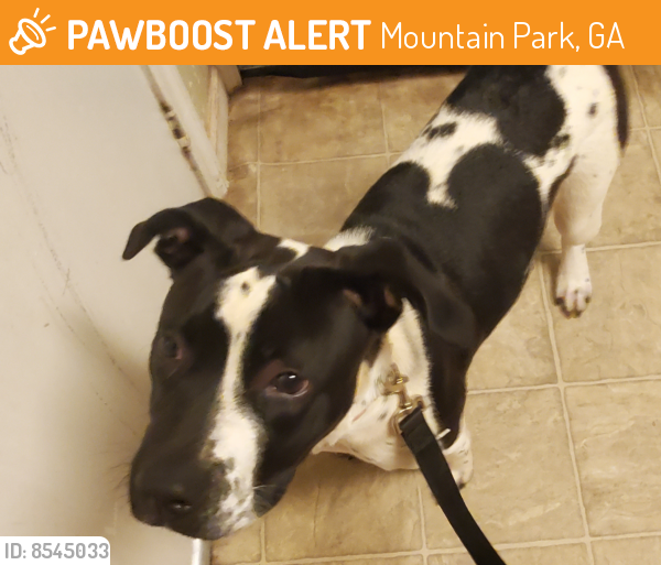 Found/Stray Female Dog last seen Rockbridge mountain rd stone mountain ,Ga, Mountain Park, GA 30047