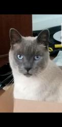 Lost Male Cat last seen S Anson Rd, Stanfordville, NY, USA, Stanfordville, NY 12581