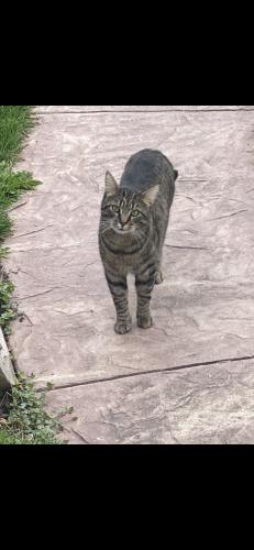 Lost Male Cat last seen Terra Cotta, Crystal Lake, IL 60014