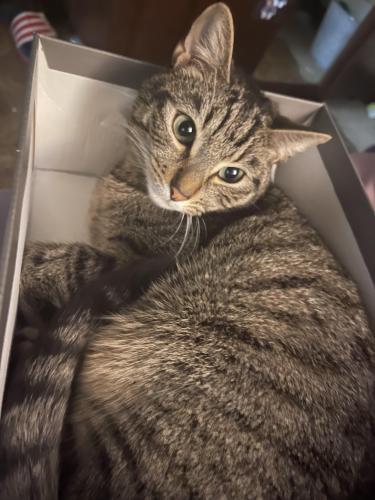 Lost Male Cat last seen Frankly ave, Silver Spring, MD 20901