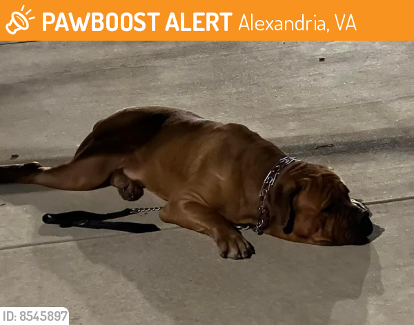 Found/Stray Male Dog last seen Fenwick Dr , Alexandria, VA 22303
