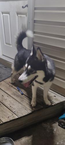Found/Stray Male Dog last seen Kirtland ave / near forestville animal hosp , District Heights, MD 20747