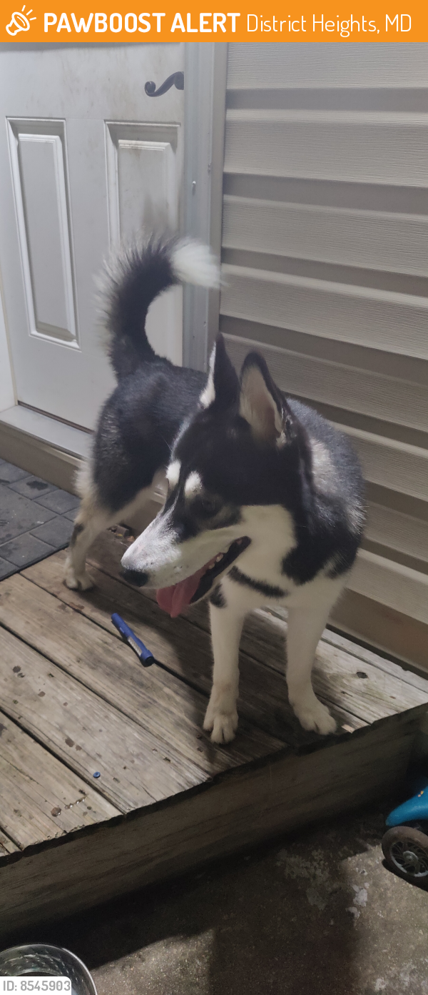 Found/Stray Male Dog last seen Kirtland ave / near forestville animal hosp , District Heights, MD 20747