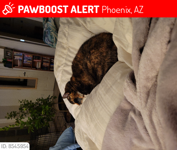 Lost Female Cat last seen 28th St and Aster, Phoenix, AZ 85032