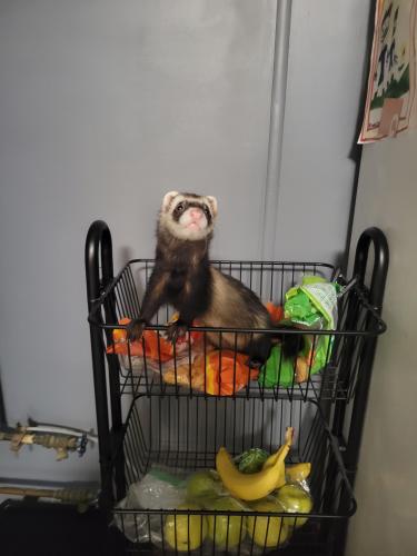 Lost Male Ferret last seen Jefferson Cleaners, 711, Charles Town, WV 25414