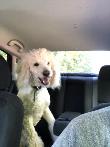 Lost Male Dog last seen Oak rd and Highpoint rd , Snellville, GA 30078