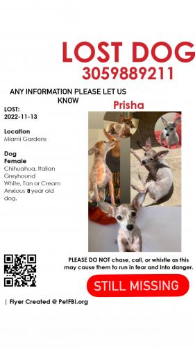 Lost Female Dog last seen Near NW 40th Circle Miami Gardens Florida 33055, Miami Gardens, FL 33056