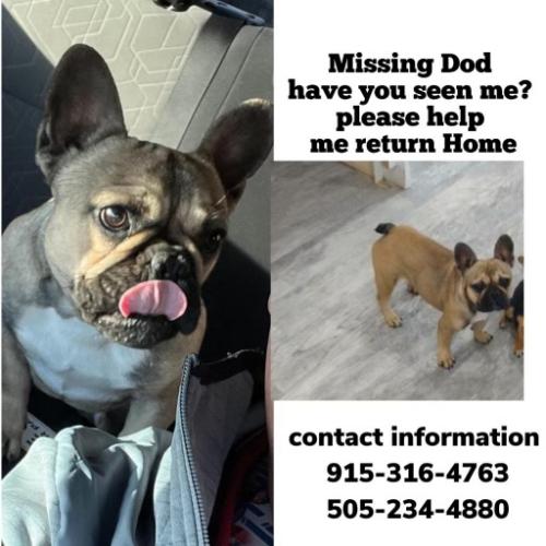 Lost Female Dog last seen Gibson and Blake, Albuquerque, NM 87121