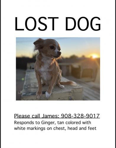 Lost Female Dog last seen Power and Brown - 67th street , Mesa, AZ 85205