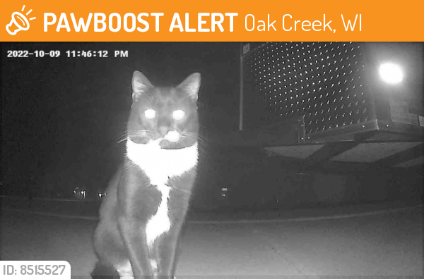 Found/Stray Unknown Cat last seen Shepard Avenue, Oak Creek, WI 53154