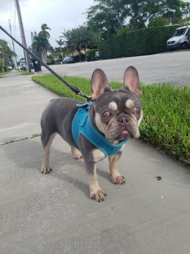 Found/Stray Female Dog last seen Lauderdale Marine Center, Fort Lauderdale, FL 33312