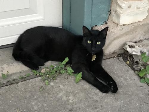 Lost Male Cat last seen Whitley Dr and Middle Brook Dr, Leander, TX 78641
