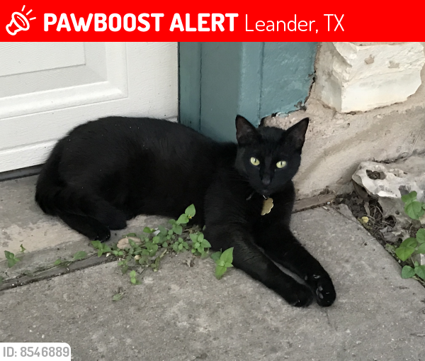 Lost Male Cat last seen Whitley Dr and Middle Brook Dr, Leander, TX 78641