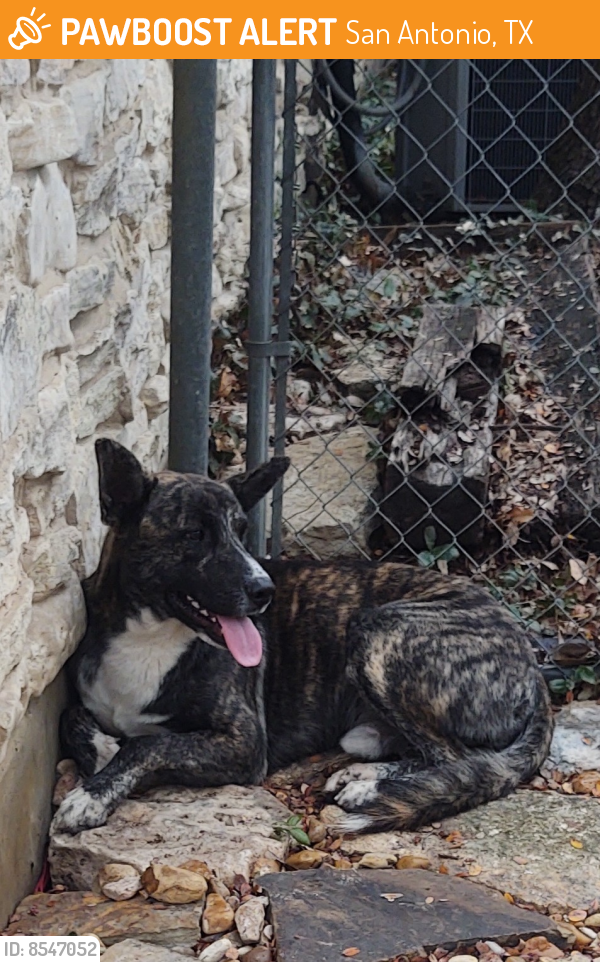Found/Stray Male Dog in San Antonio, TX 78230 (ID 8547052) PawBoost