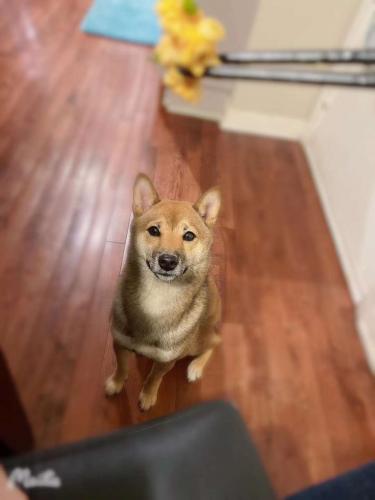 Lost Female Dog last seen Westmont, Westmont, IL 60559
