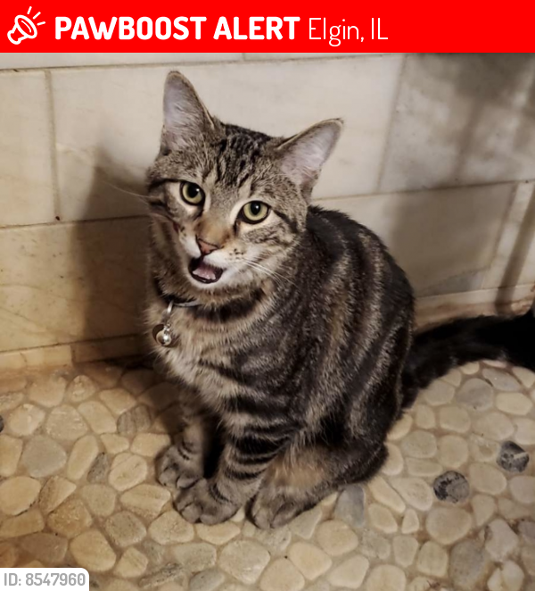 Lost Male Cat last seen Plato center , Elgin, IL 60124