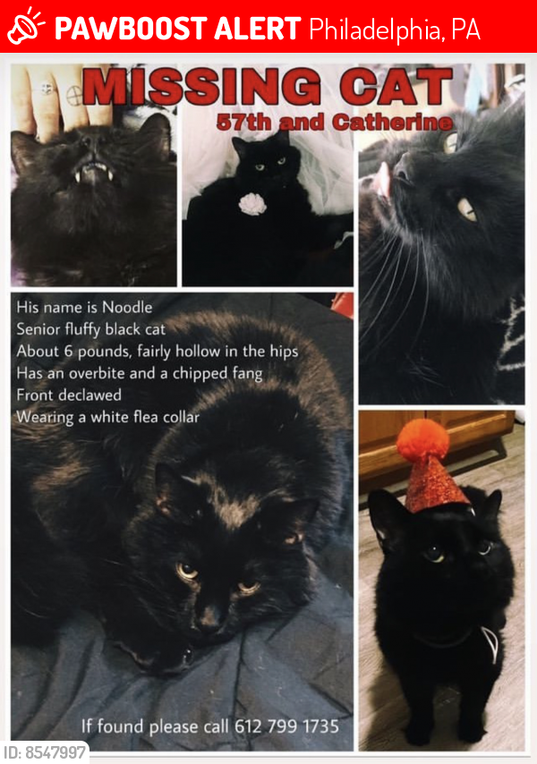 Lost Male Cat last seen 57th st and Catherine , Philadelphia, PA 19143