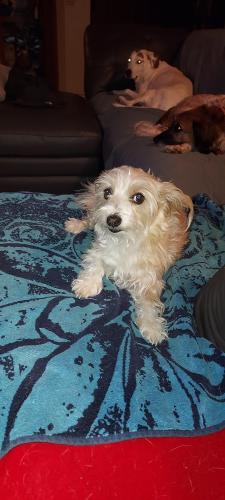 Lost Female Dog last seen 3rd ave and Bell rd, Phoenix, AZ 85023