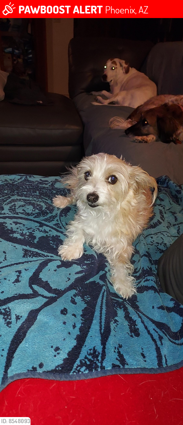 Lost Female Dog last seen 3rd ave and Bell rd, Phoenix, AZ 85023