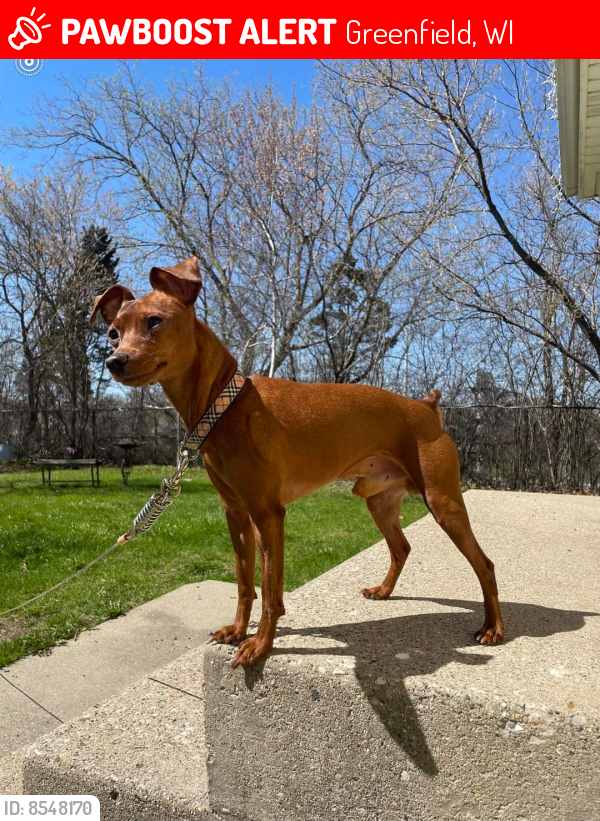 Lost Male Dog last seen 48th Layton ave , Greenfield, WI 53220