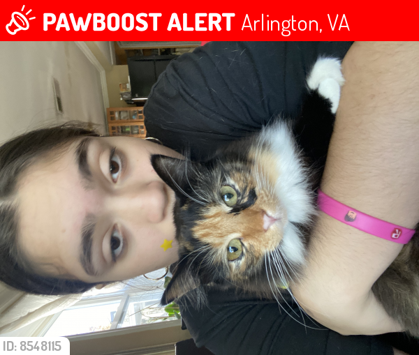 Lost Female Cat last seen Harrison St near carlin springs road, Arlington, VA 22204