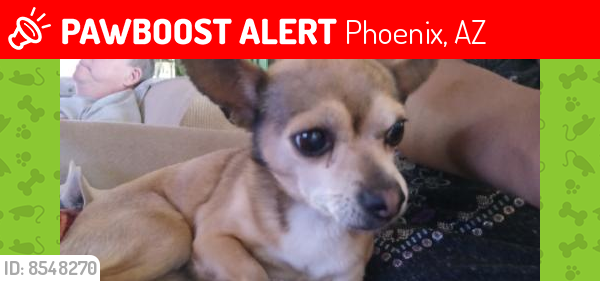 Lost Male Dog last seen North 89th avenue and Camelback rd., Phoenix, AZ 85037