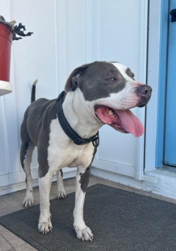 Found/Stray Male Dog last seen 48th st and Oak, Phoenix, AZ 85008