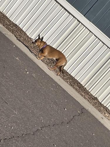 Found/Stray Female Dog last seen Pueblo Mesa mobile  park, Mesa, AZ 85208