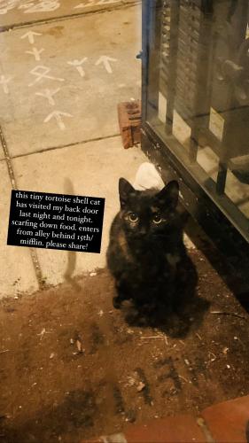 Found/Stray Unknown Cat last seen 15/Mifflin, Philadelphia, PA 19145