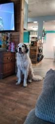Reunited Male Dog last seen Clearlake and Michigan by Walmart , Cocoa, FL 32926