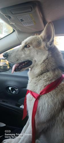 Found/Stray Male Dog last seen 8th Ave and extension, Mesa, AZ 85210