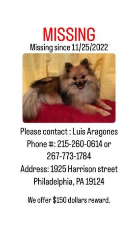 Lost Male Dog last seen Near Harrison St, Philadelphia, PA 19124