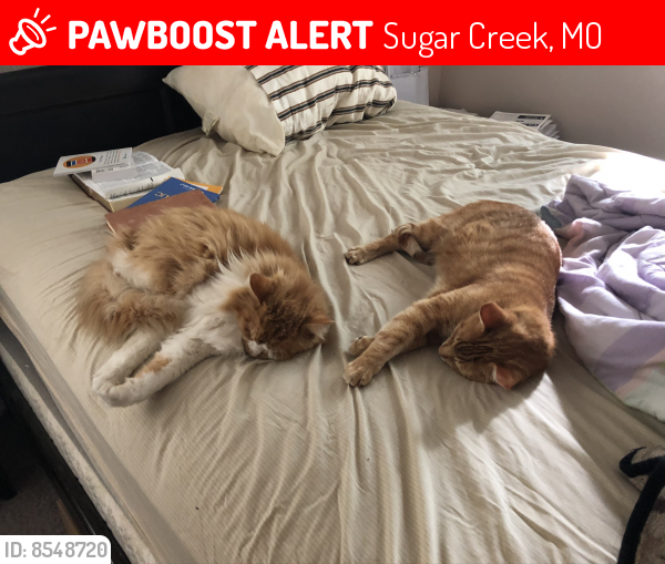 Lost Male Cat last seen Brent Street, Sugar Creek, MO 64054