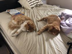 Lost Male Cat last seen Brent Street, Sugar Creek, MO 64054