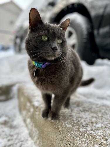 Lost Male Cat last seen Loomis and 18th place , Chicago, IL 60608